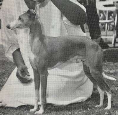 Bilair's Leo Alexander