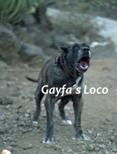 LOCO DE GAYFA