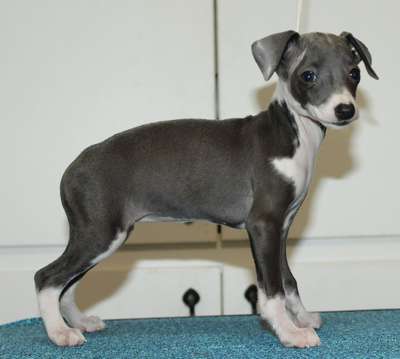 Valhasar Poppy Greyjoy