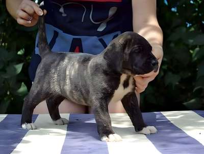 ENIGMA BULLSARA DEL PEMBA