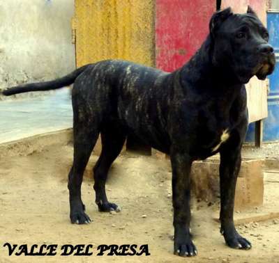 SAM DE VALLE DEL PRESA