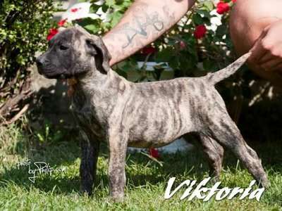 ULTIMATE SELECTION VIKTORIA