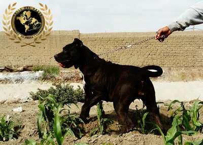 NEGRA DE PCRP KENNEL