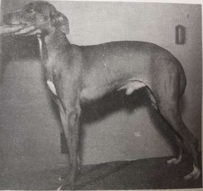 Gigolino Of Kashan