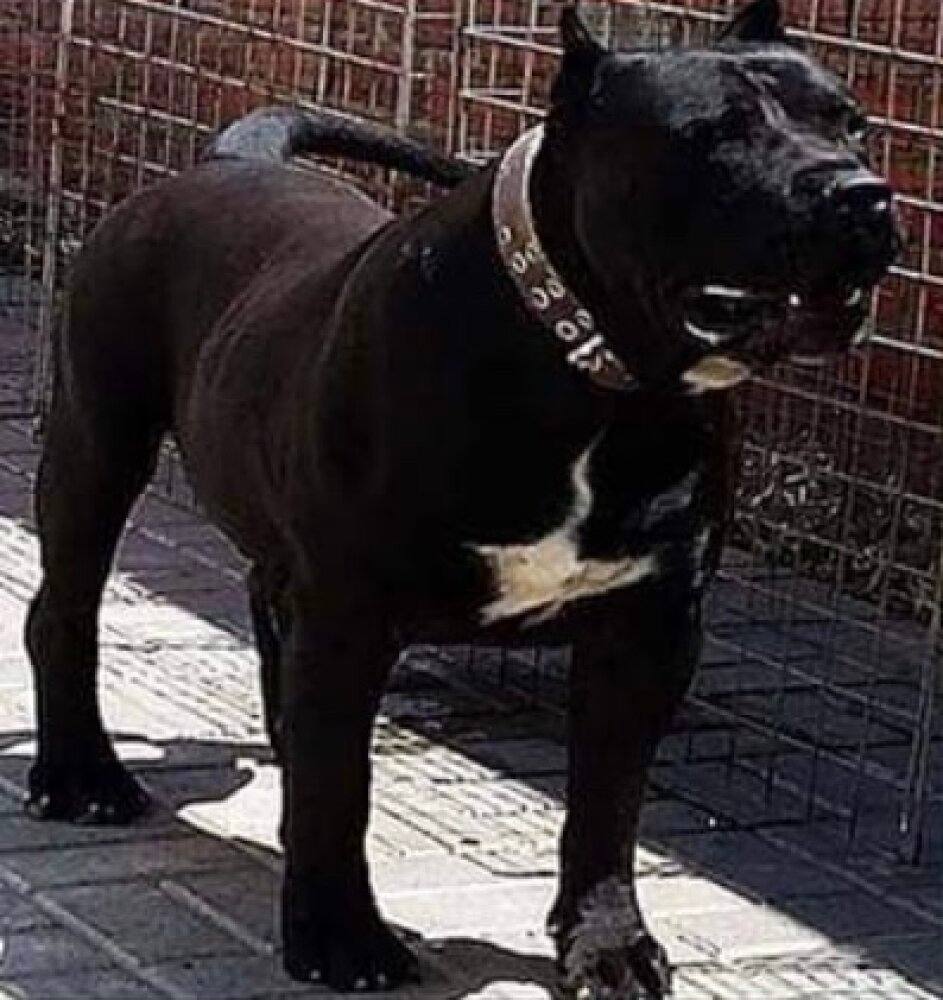 Manuel Curtó Jr. con un Presa Canario adulto negro