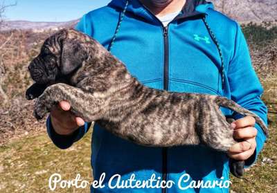 PORTO EL AUTENTICO CANARIO