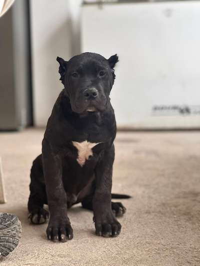 HAFTHOR CHAJLLA PERRO DE PRESA