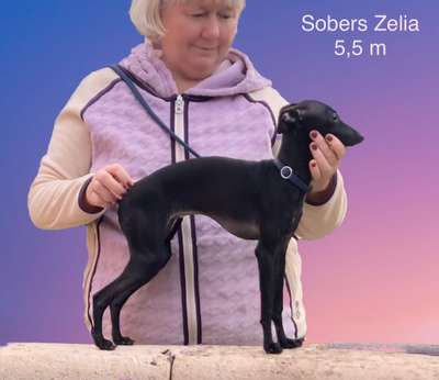 Sobers Zelia