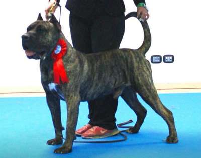 ZEUS BULLSARA DEL PEMBA