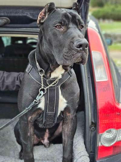 N'VEX SABURO KENNELS