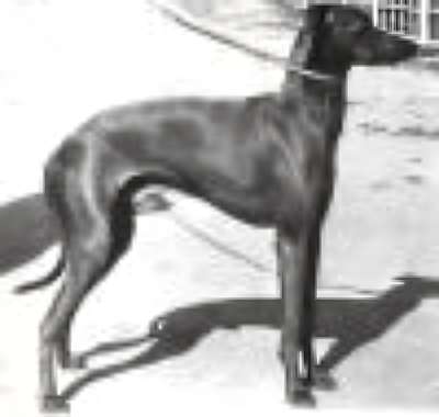 Italo Di San Siro