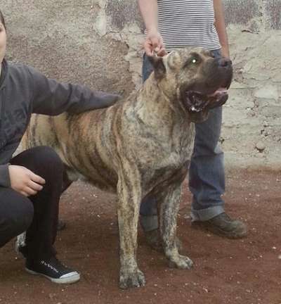 LUCHO DE CIELO DE CANARIAS