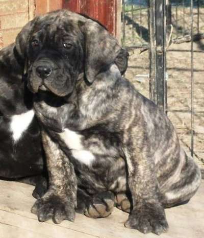 BOSS BULL CANARIO MAMMUT