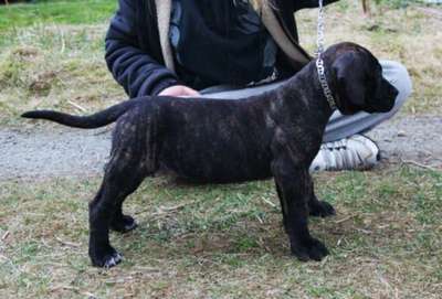 GARM DE CANARIO'S BERTANI BELLA BAMBINA
