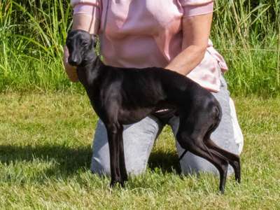Astra Bravissimo Kilian