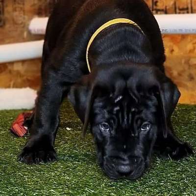 TEIDE DE PCRP KENNEL
