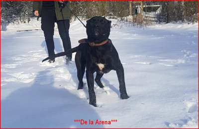 D'ALMA DE LA ARENA