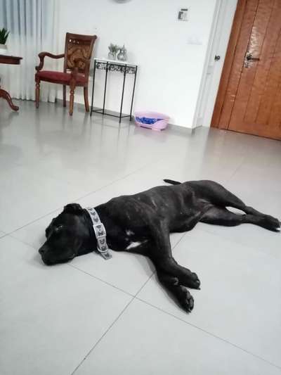 REEF LIG KENNEL