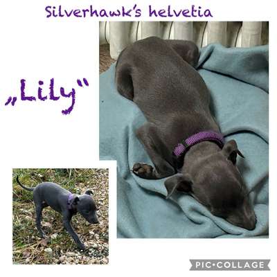 Silverhawk's Helvetia