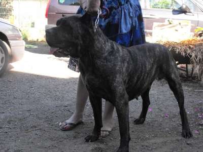 UKRAINE DE LA TANIERE DES RENARDS