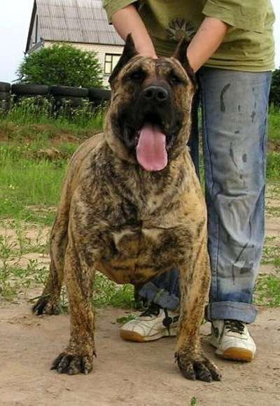 FARPA PERRO PRESA GRAND