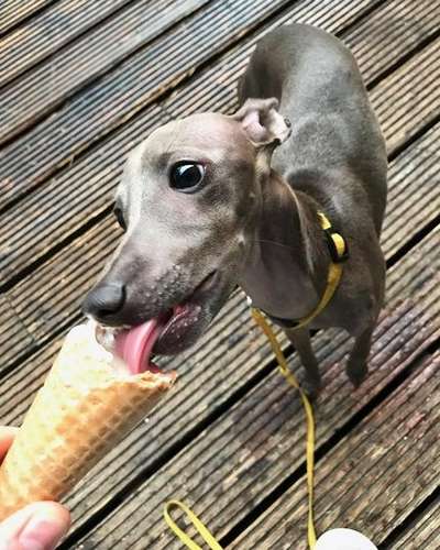 Hotisso Dogoteka FCI