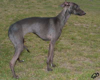 Viola All'Italica