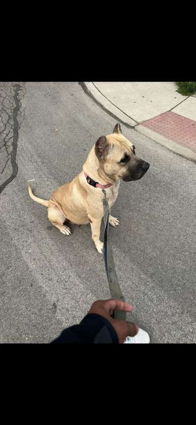 ONLY THE FAMILY KENNELS REMII