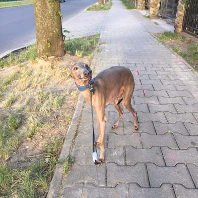 Azul Perro Gorzowska Panorama