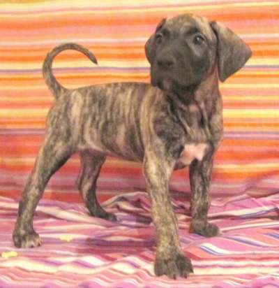 ARION M.R.CANARIO ISRAEL
