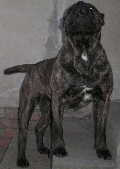 ROCKO ROTT DIA