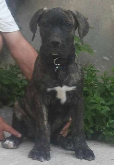 ATLAS PERRO DE PRESA BECERRIL