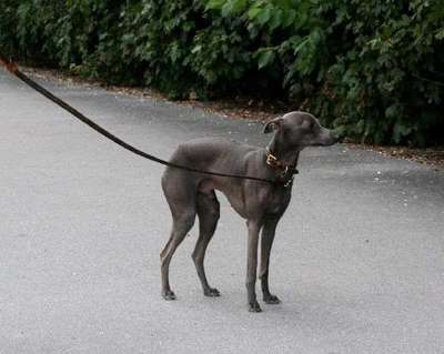 Hugobuffone De Valverde Santo