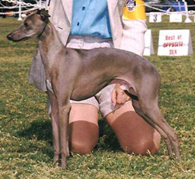 Littleluv's Dino