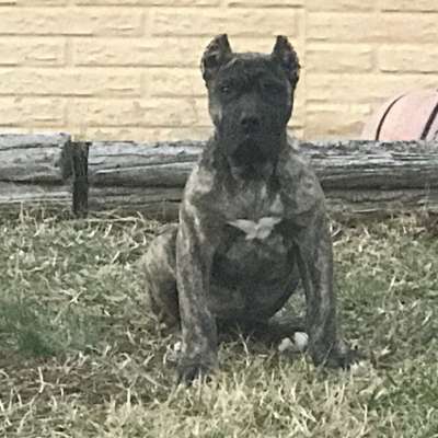 IRON PRESS KENNELS HENNESSEY