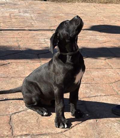 ULTIMO DE KING ZULU