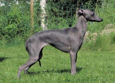Dervisch A Diamond At Northgate