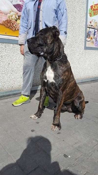 WALLACE DE KING ZULU