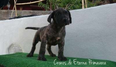 CRONOS DE ETERNA PRIMAVERA