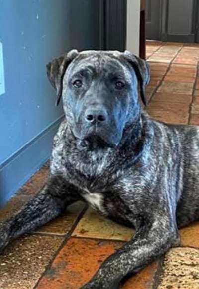 TULA PERRO DE POR VIDA