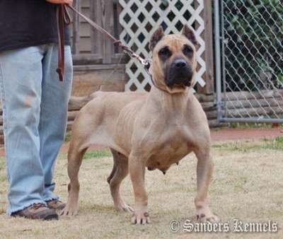 SANDERS NALA