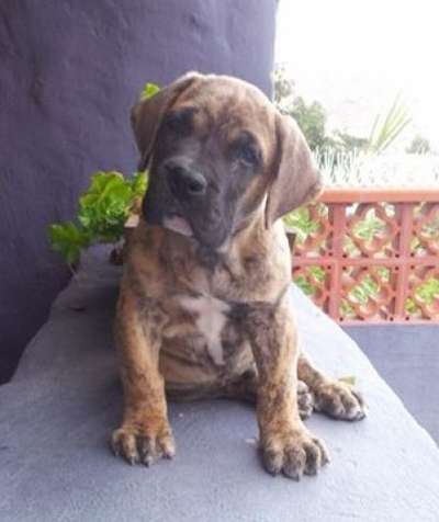 ZEUS DE AJODAR