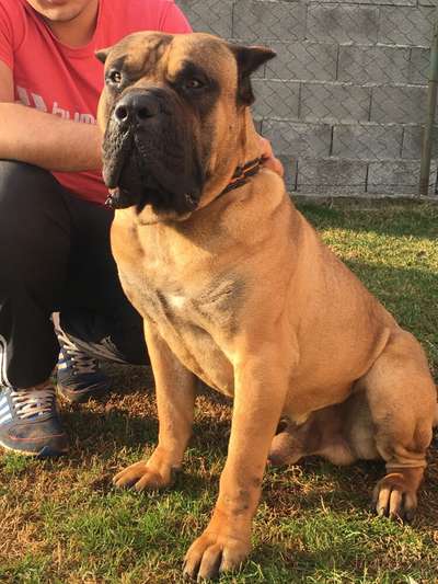ASTOR ANTIVARI BULL