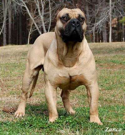 ZANCO DE BARNACAN BULL