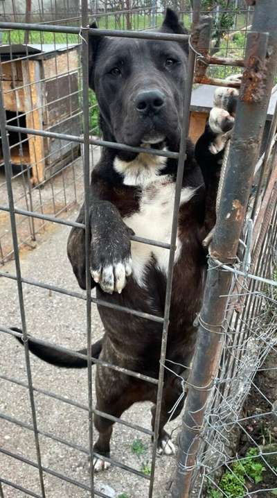MALA SICILIA KENNEL