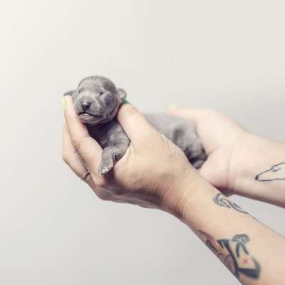 Chartbeat Penelope Pitstop
