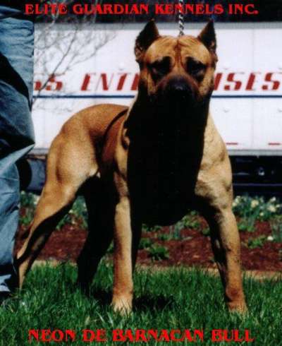 NEON DE BARNACAN BULL