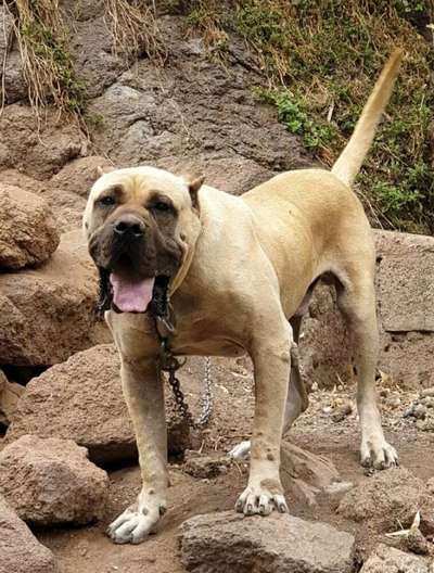 ROKE (ROQUE)