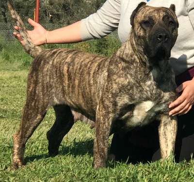 FILAMINGO DE IMPERIO PERROS TROYA