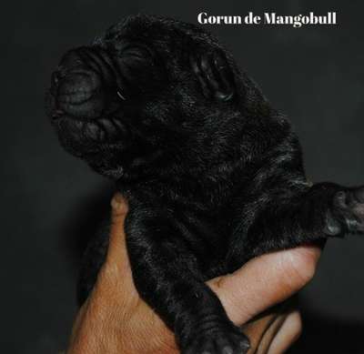 GORUN DE MANGO BULL